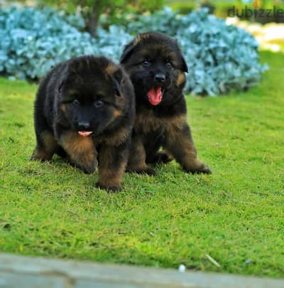 German shepherd puppies male female German جراوي جيرمن شيبرد ذكر انثي