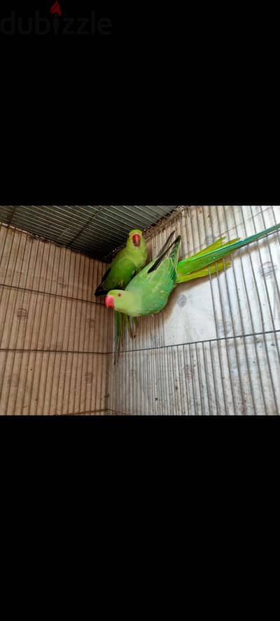 شبابات دره هندي