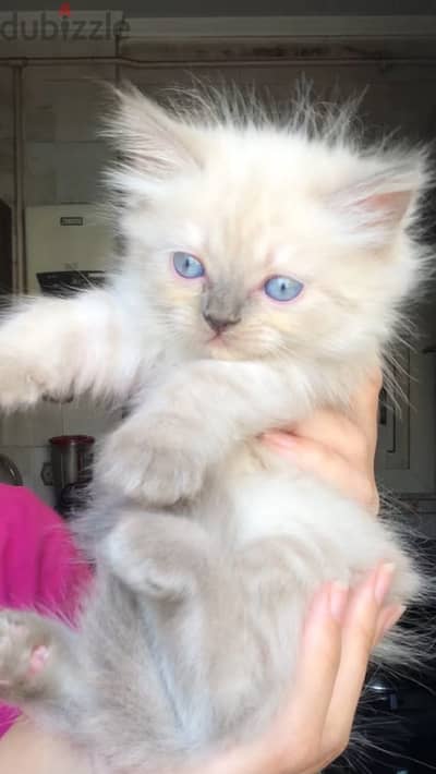 Himalayan-Shirazi kitten female قطة هيمالايا شيرازي