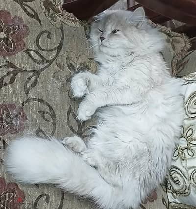 قطه شيرازي