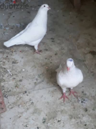 حمام للبيع