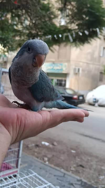 بغبغان كويكر أزرق حديث فطام أليف جدا جداا