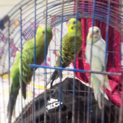 متاح ٧ حتت شبابات عمر ٣ وربع شهور