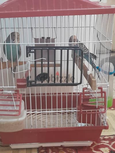 اتنين  عصفور  بادجى استرالي ومعاهم القفص بالبيت واتنين اكاله