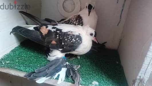 جوز اسوالو فرى اسود مستوى اللهم بارك