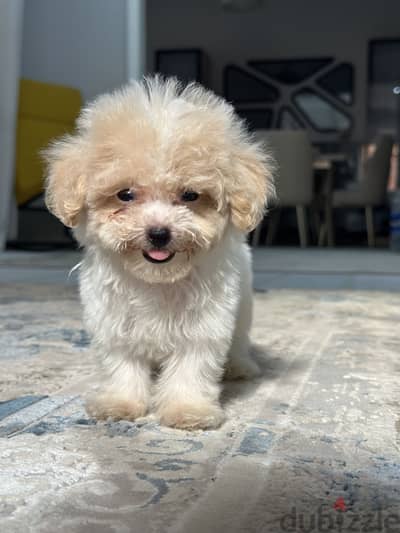 Poodle toy poodle بودل