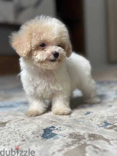 Poodle toy poodle بودل