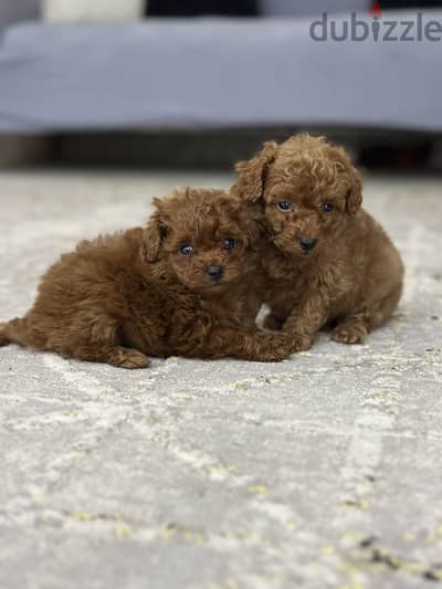 Poodle puppy toypoodle بودل توي بودل