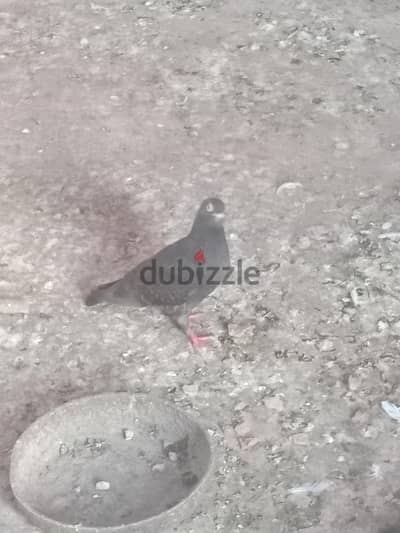 بنتين حمام بلدى