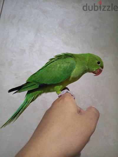 دره هندي تاكيل يدوي