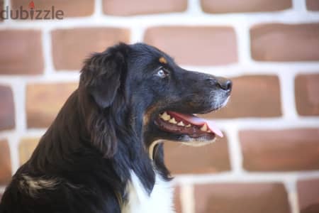 Australian Shepherd Male Looking for a New Home