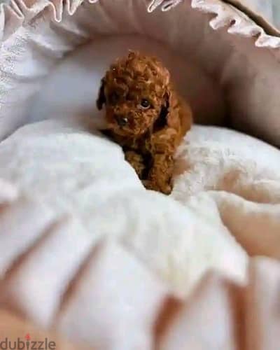 toy poodle