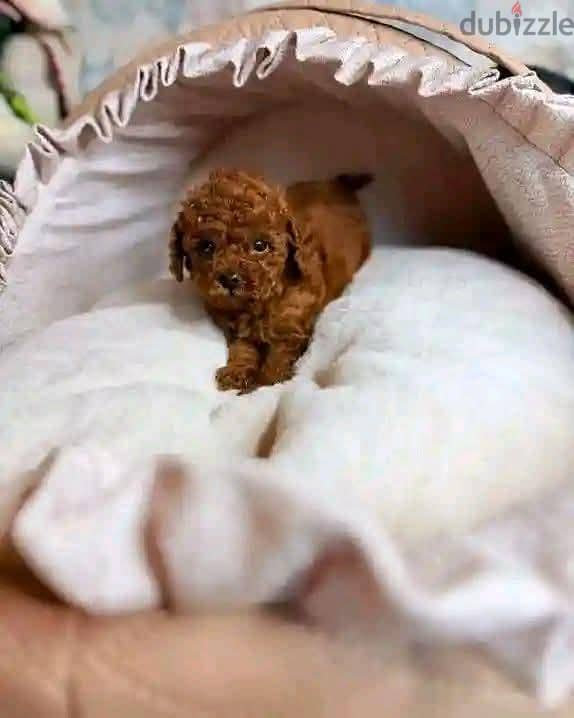 toy poodle 1