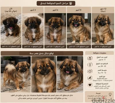 pekingese