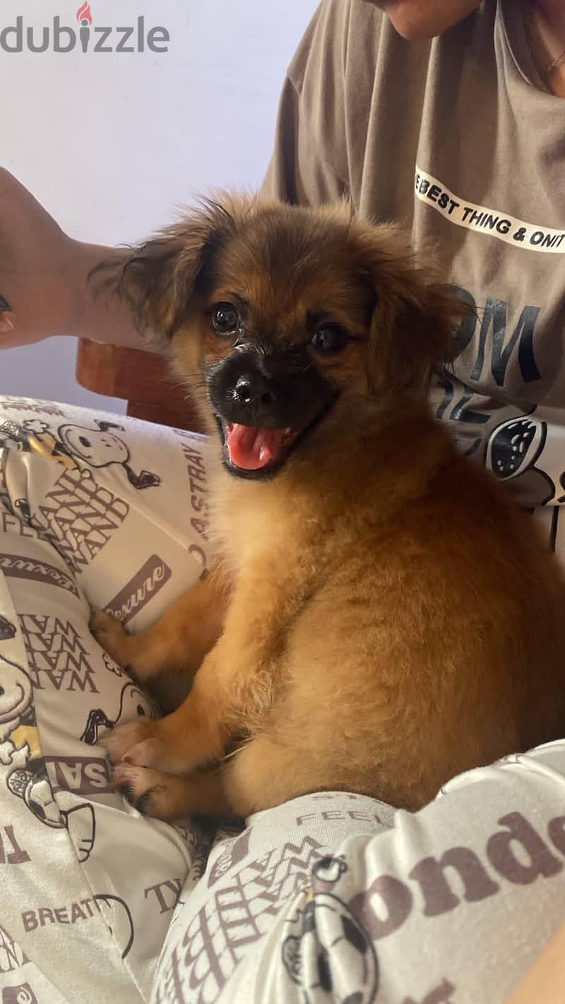 pekingese 1