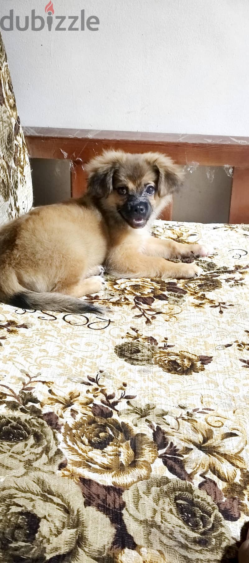 pekingese 2