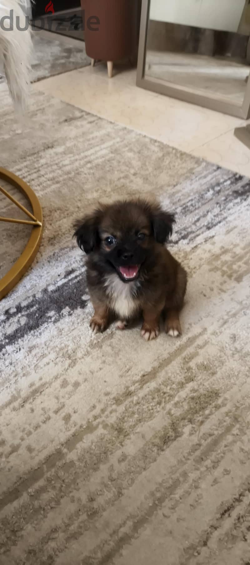 pekingese 3