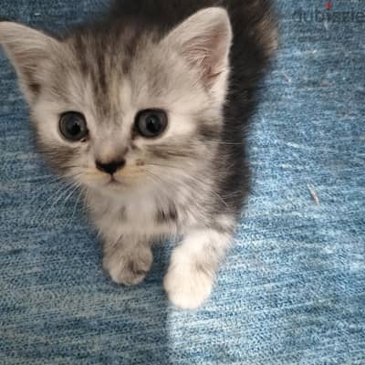 قطه شيرازي