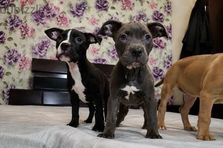 American Bully Puppies أمريكان بولي كلاسيك