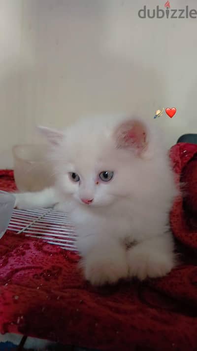 بنات شيرازي مون فيس