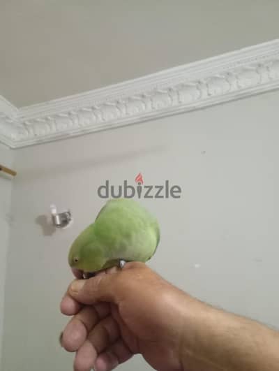 بنوته دره هندي