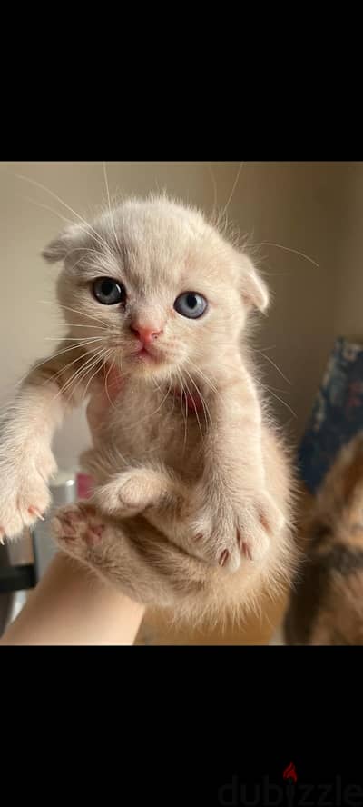 Scottish straight kittens