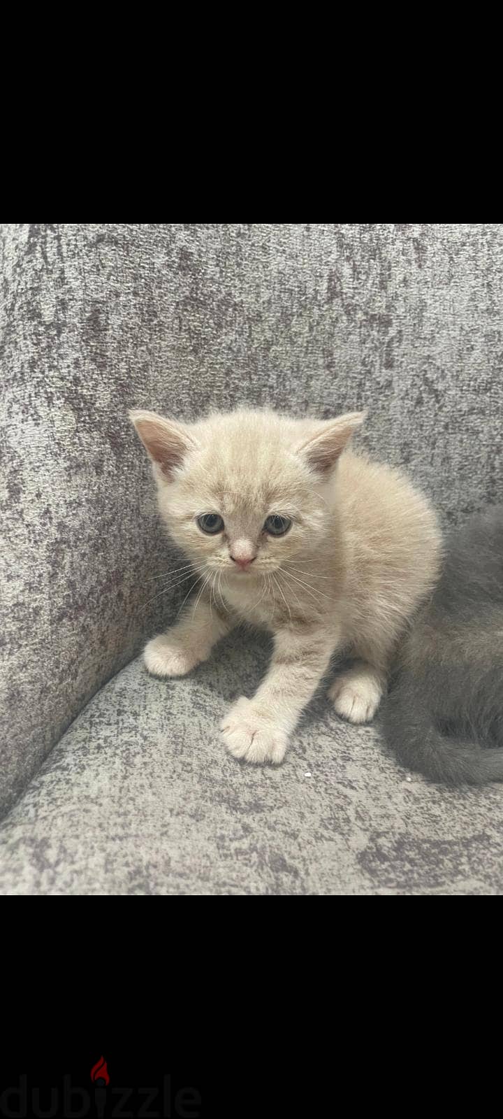 scottish male kittens 1