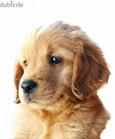 أخر جراوي جولدن انجليزي اهالي مستوردة English Golden Retriever puppies