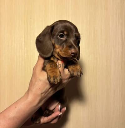 Miniature dachshund puppy from Russia