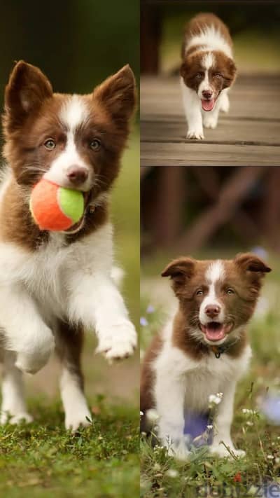 Border collie puppy boy from Russia