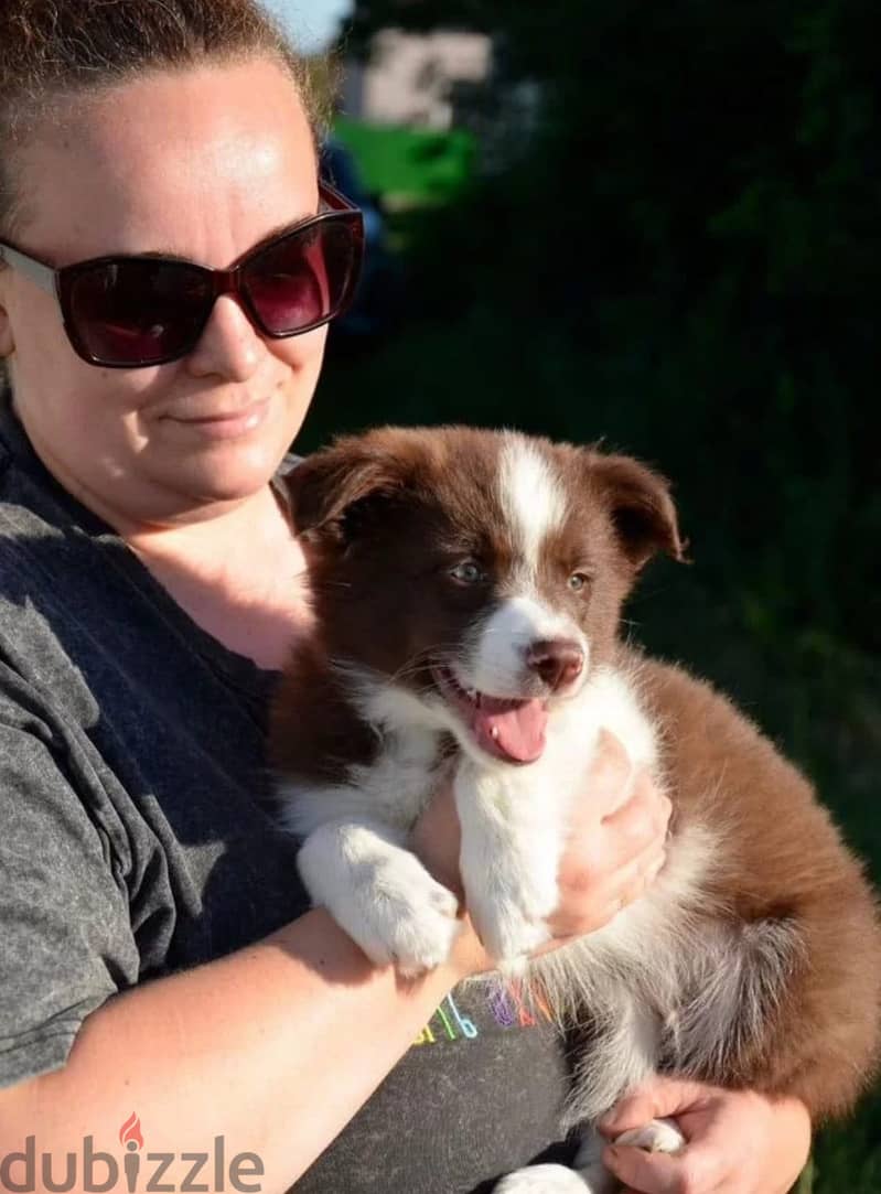 Border collie puppy boy from Russia 2