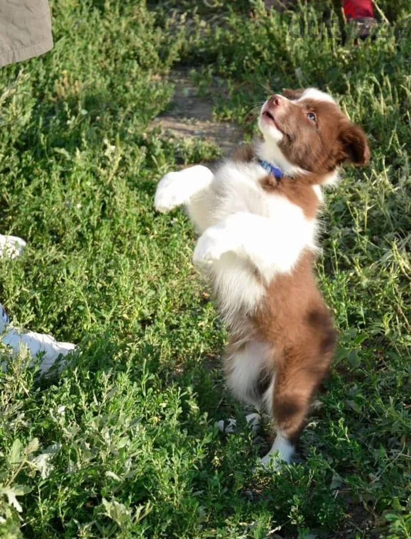 Border collie puppy boy from Russia 3