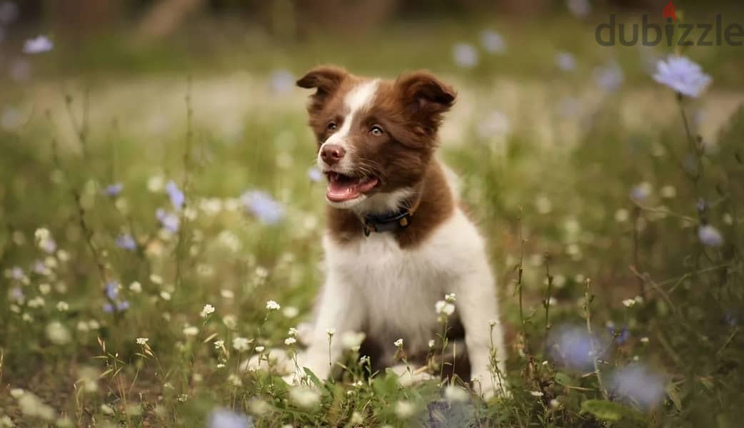 Border collie puppy boy from Russia 4