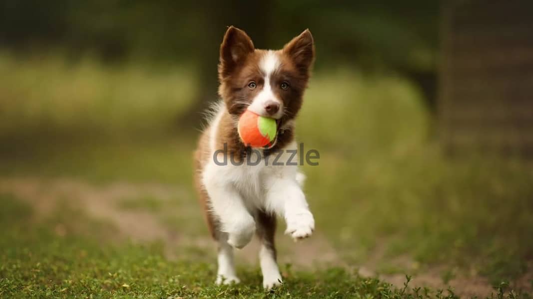 Border collie puppy boy from Russia 5