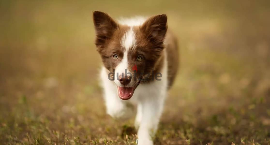Border collie puppy boy from Russia 6