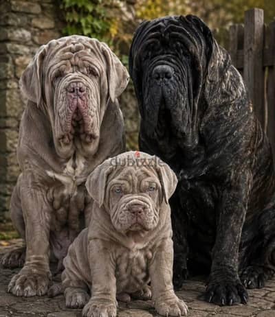 Neapolitan mastiff puppy boy from Russia