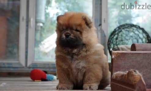 Chow chow puppy female from Russia
