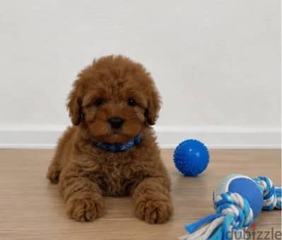 Cavapoo puppy male from Russia