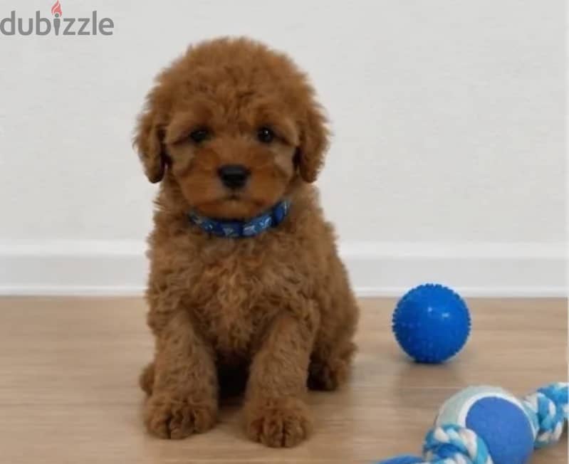 Cavapoo puppy male from Russia 1