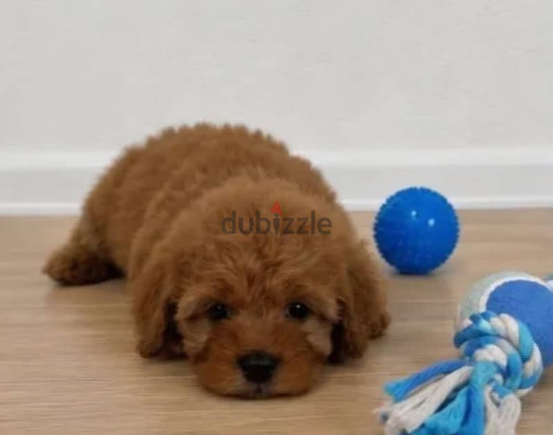 Cavapoo puppy male from Russia 2