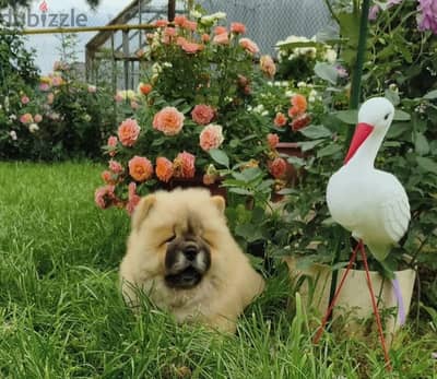 Chow chow puppy male from Russia