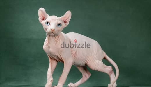 Canadian Sphynx kitten boy from Russia
