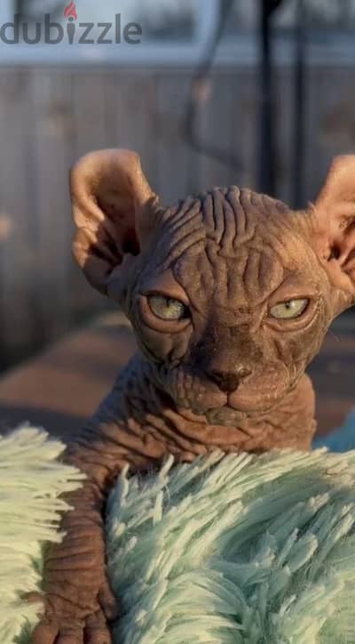 Canadian Sphynx kitten boy from Russia