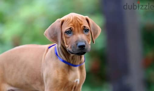 Rhodesian ridgeback boy from Russia