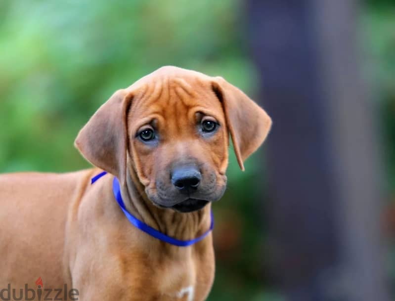 Rhodesian ridgeback boy from Russia 1