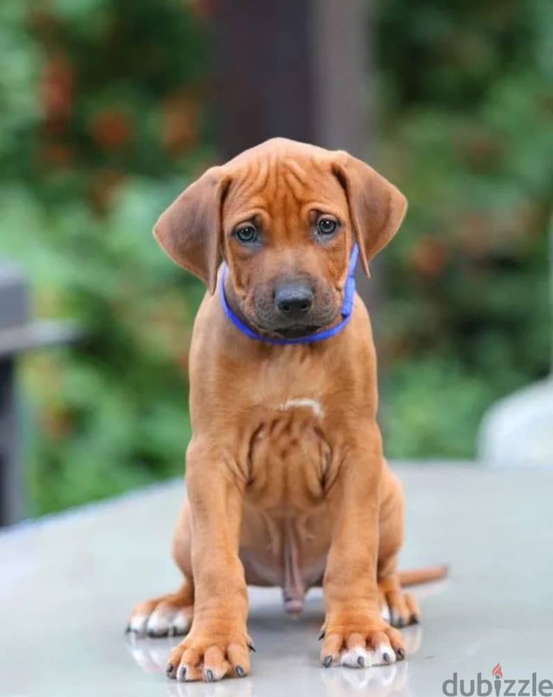Rhodesian ridgeback boy from Russia 2