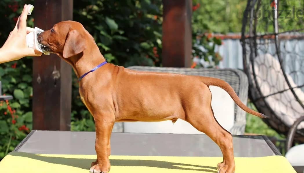 Rhodesian ridgeback boy from Russia 3