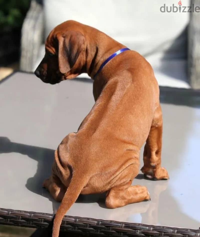 Rhodesian ridgeback boy from Russia 4