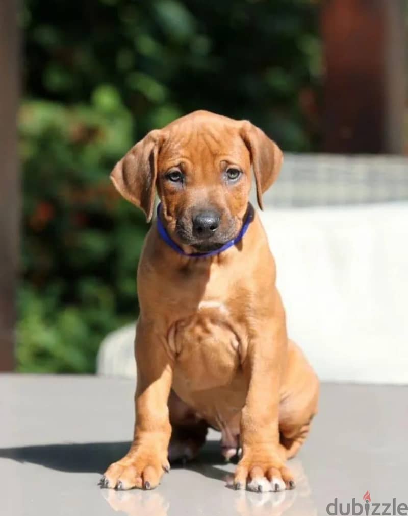 Rhodesian ridgeback boy from Russia 5