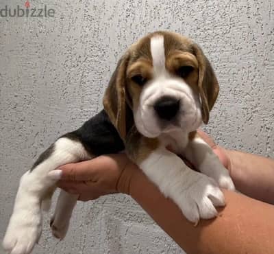 Beagle puppy male from Russia